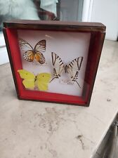 Quadro farfalle eurytides usato  Merlino