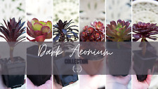 Live plants dark for sale  PEMBROKE