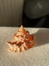 Seashell unidentified pagoda for sale  NEWCASTLE UPON TYNE