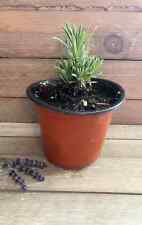 Lavender live plant for sale  Lodi