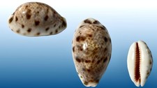 Cypraea lynx caledonica usato Cypraea lynx caledonica usato  Roma