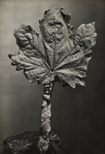 1949 Brassai foto original gravura de Pablo Picasso 1943 escultura em folha de gesso comprar usado  Enviando para Brazil