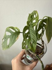 Talea radicata monstera usato  Forli