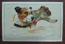 9964 cartolina cani usato  Cagliari