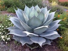 Usado, Planta GIGANTE Língua de Baleia Século - Agave ovatifolia - 10 Sementes - Resistente ao Reino Unido comprar usado  Enviando para Brazil