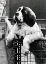 Vintage animali cani usato  Roma
