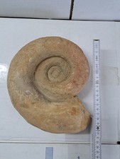 Ammonit groß fossilien gebraucht kaufen  Berg b.Neumarkt i.d.OPf.