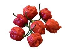 Trinidad scorpion moruga gebraucht kaufen  Schmidmühlen