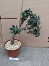 Euphorbia fianarantsoae kaktee gebraucht kaufen  Stuttgart