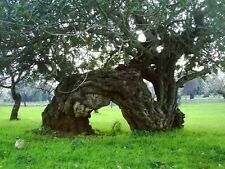 Carruba siliqua ceratonia usato  Reggio Calabria