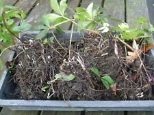 Helleborus orientalis fresh for sale  IPSWICH