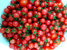 Honig tomate mexikanische gebraucht kaufen  Muldestausee