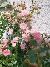 Bodendecker rose buschrose gebraucht kaufen  Wertheim