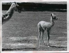 1963 press photo for sale  Memphis
