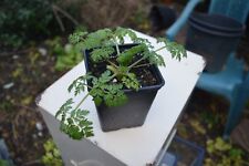 Hemlock plant for sale  HUNTINGDON