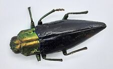 Buprestidae cyphogastra nigrip gebraucht kaufen  Wadern