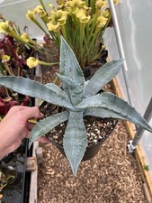 Agave americana century for sale  BUDE