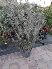 Feijoa sellowiana v15 usato  Italia