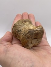 Beautiful hadrosaur tail for sale  MAIDSTONE