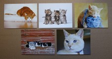 Postkarten katzen gebraucht kaufen Postkarten katzen gebraucht kaufen  Kassel