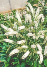 Hebe wiri mist for sale  NELSON