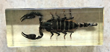 Scorpion résine inclusion d'occasion  Véron