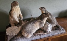 Präparat lungauer murmeltiere gebraucht kaufen  Bad Camberg