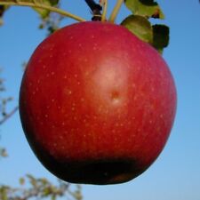 Roter eiserapfel apfelbaum gebraucht kaufen  Detmold