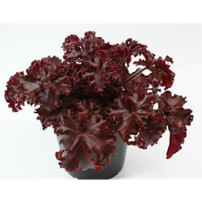 Heuchera melting fire usato  Spedire a Italy