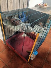 furetti usato furetti usato Trani