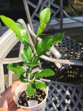 Kaffir lime tree for sale  Katy