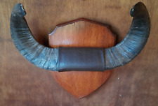 Vintage mounted rams for sale  MAIDSTONE