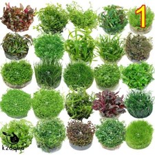 Live aquarium plants for sale  HOUNSLOW