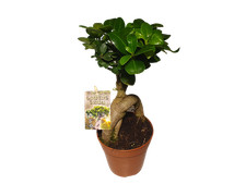 Ginseng bonsai 12 gebraucht kaufen  Schwarzenfeld