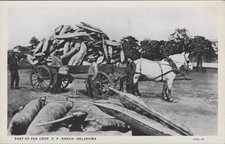 Exaggeration pea crop for sale  Sherwood