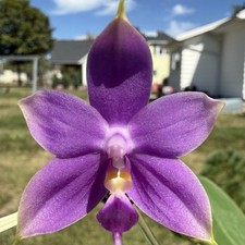 Phal. phal. yaphon for sale  Hilliard