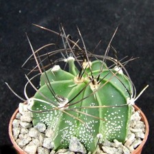 Astrophytum capricorne select for sale  EASTBOURNE