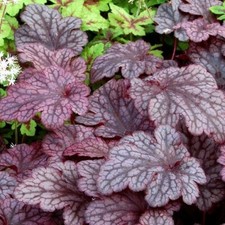 Heuchera plum pudding for sale  Hudson