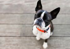 Adorable boston terrier for sale  SELBY