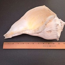 Seashell channel lightning for sale  Cape Coral