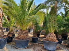 Phoenix canariensis date for sale  GREENFORD