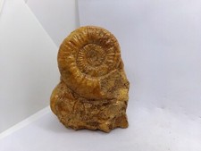 Ammonite gangue d'occasion  Bruay-sur-l'Escaut
