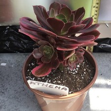 Aeonium athena for sale  UK