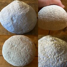Antique large fossilised for sale  PETERBOROUGH