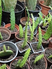 Lovely spineless prickly for sale  LLANTWIT MAJOR