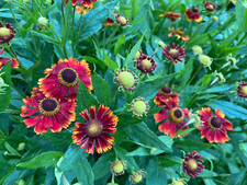 Helenium red jewel for sale  BECCLES