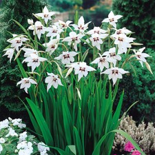 Mixed beautiful garden for sale  MELTON MOWBRAY