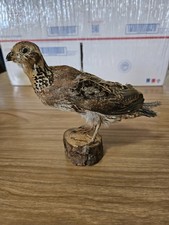 Vintage bobwhite quail for sale  Hot Springs