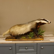 Dachs holz deko gebraucht kaufen  Nagel