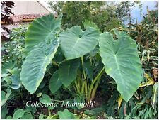 Colocasia mammoth géant d'occasion  Arzacq-Arraziguet